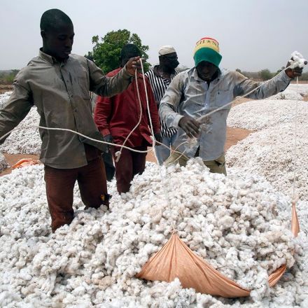 How Monsanto’s GM cotton sowed trouble in Africa
