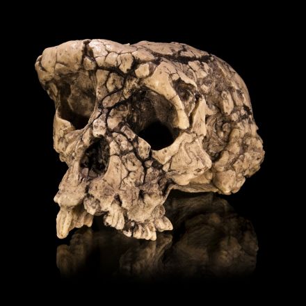 Study of partial left femur suggests Sahelanthropus tchadensis was not a hominin and thus was not the earliest known human ancestor