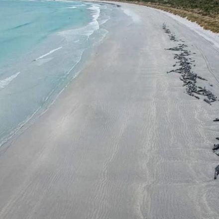 Nearly 500 pilot whales dead after two mass strandings in New Zealand