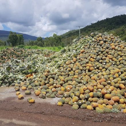 100 tonnes of Australian pineapples have been left to rot because American company wanted cheaper imports