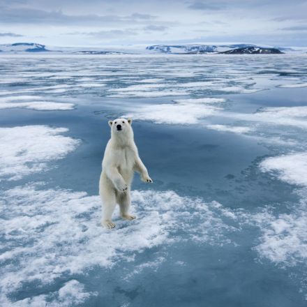 Climate change is shifting polar bears’ Arctic menu, research shows