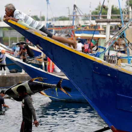 'They are taking out a generation of tuna': overfishing causes crisis in Philippines