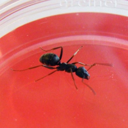 Scientists Discover Ants Can Be Trained to 'Sniff Out' Cancer
