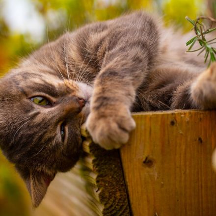 Felines' love for catnip could be a chemical defense against mosquitoes