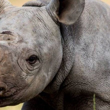 An Incredibly Rare Black Rhino Has Been Born at an Australian Zoo