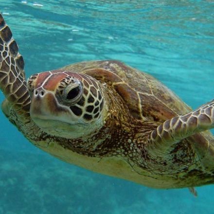 Microplastics found in gut of every sea turtle in new study