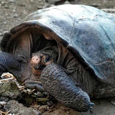Giant tortoise believed extinct for 100 years found in Galápagos