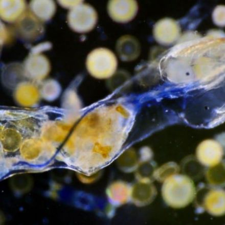 Plastics found in stomachs of deepest sea creatures