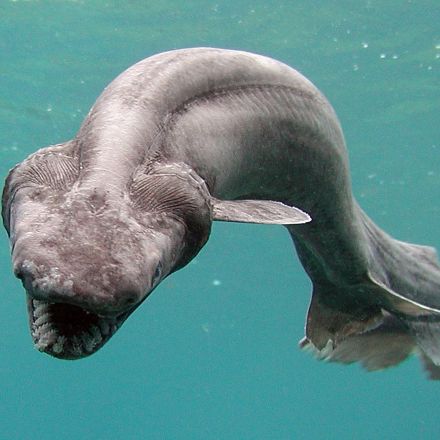 A dinosaur-era shark with insane teeth was found swimming off the coast of Portugal