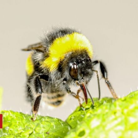 Bumblebees' 'clever trick' fools plants into flower