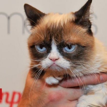Grumpy Cat wins $710,000 coffee lawsuit