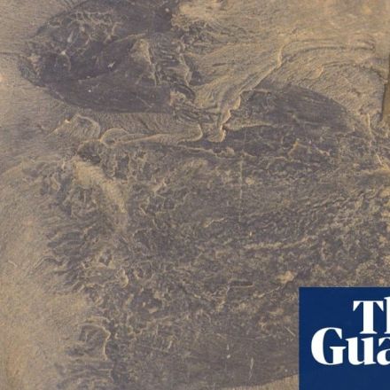 Oldest species of swimming jellyfish discovered in 505m-year-old fossils