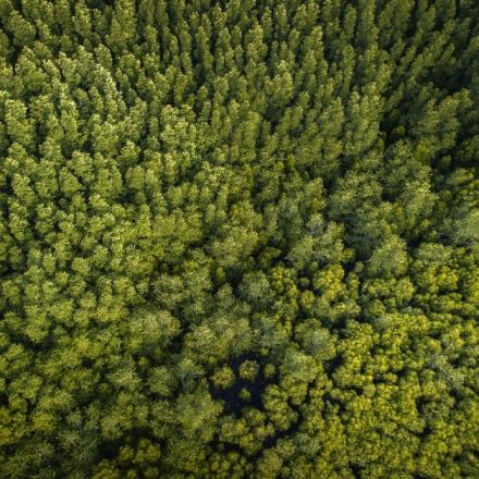 These Drones Can Plant 100,000 Trees in One Day