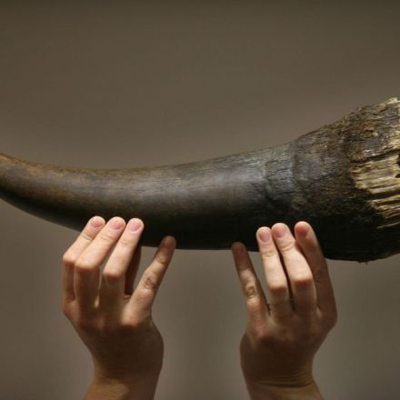 Fury after China reverses 25-year-old tiger bone and rhino horn ban