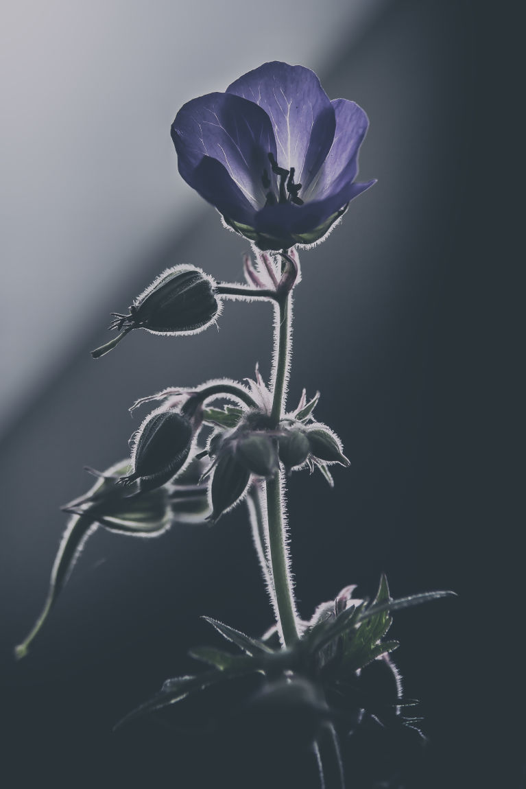 Shadow Flower, one of my best flower pictures I made.
