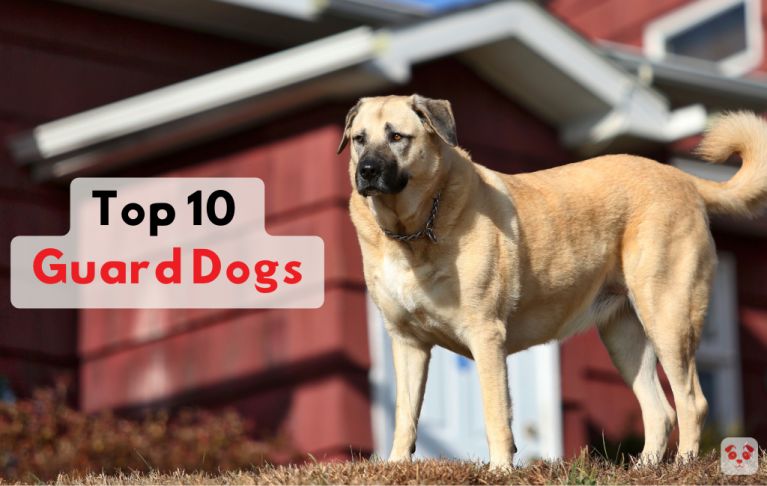 Discover 10 guard dog breeds that make great family pets: history, traits, tips. Choose the best protector and companion for you.