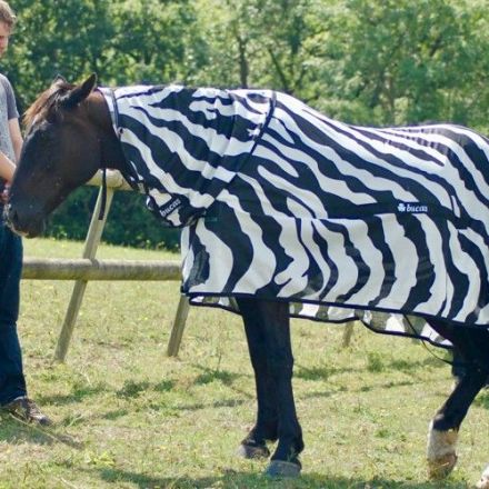 The Surprising Reason Zebras Have Stripes