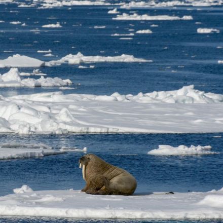Let it go: The Arctic will never be frozen again
