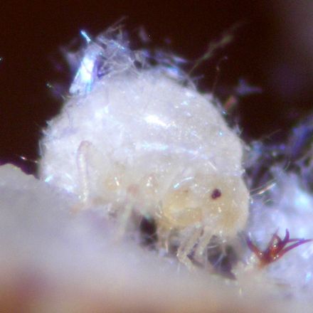 Exploding Aphids Plaster Holes in Their Home With Bodily Fluids