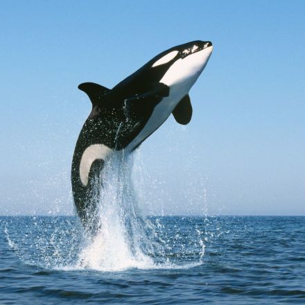 Orcas vs great white sharks: in a battle of the apex predators who wins?