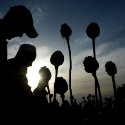 Afghan opium output soars as cultivation hits record high