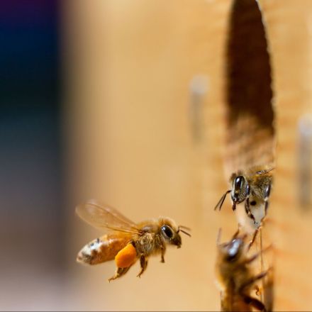 Bee research may redefine understanding of intelligence