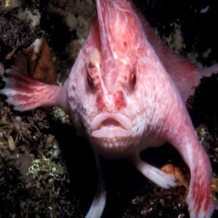 This blind, cave-dwelling fish can climb walls