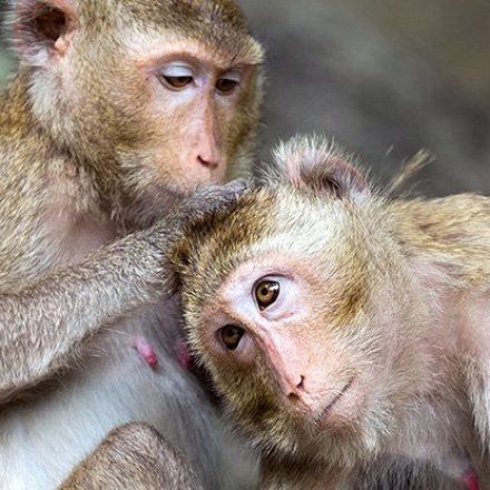 Not So Unique? a Key Feature of The Human Brain Has Just Been Found in Monkeys