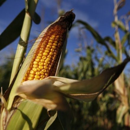 The EPA Quietly Approved Monsanto’s New Genetic-Engineering Technology
