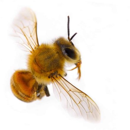 Inside the mind of a bee is a hive of sensory activity