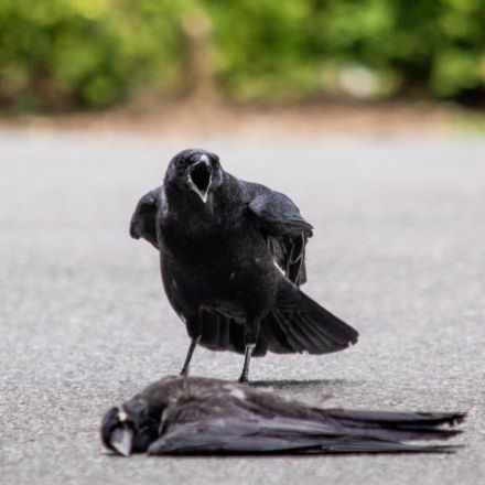 Putting the “crow” in necrophilia