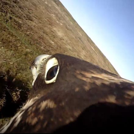 Replicating peregrine falcon attack strategies could help down rogue drones