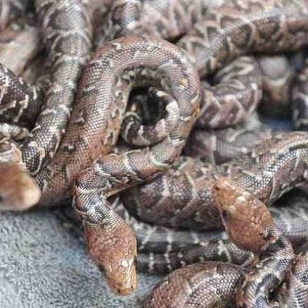 Turns Out, Snakes Can Hunt in Packs, So Let’s Just All Move to Antarctica