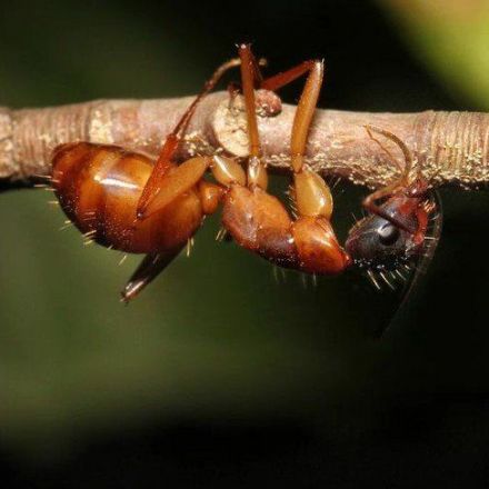 ‘Zombie ant’ brains left intact by fungal parasite