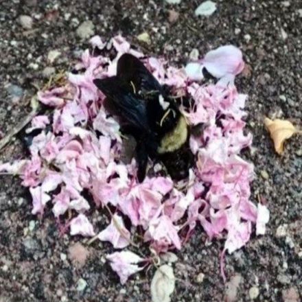 Baffling Viral Video Shows Ants Carrying Flowers to a Dead Bee