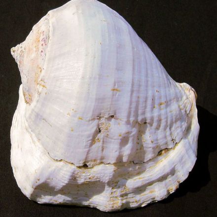 This conch shell trumpet would be heard far and wide in the ancient world