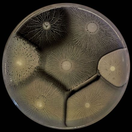 The Beautiful Intelligence of Bacteria and Other Microbes