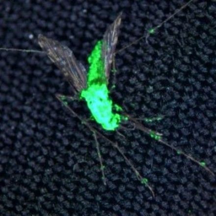 How to wipe out mosquitoes? A mutant fungus holds the answer