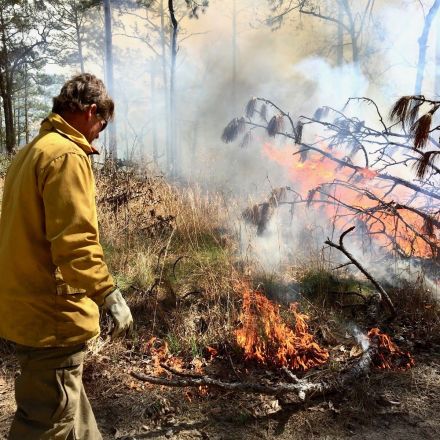 ‘If we don’t burn it, nature will’: Georgia blazes old fears, leads nation in prescribed fire