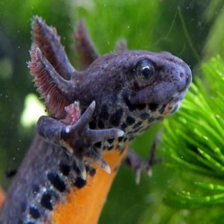 Bizarre Newts Live Their Whole Lives, and Reproduce, As Babies