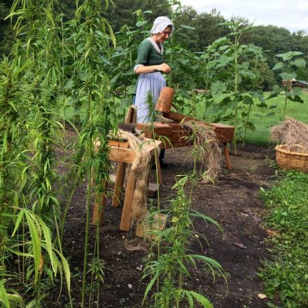 Mt. Vernon starts growing hemp as tribute to Washington's original farming plans