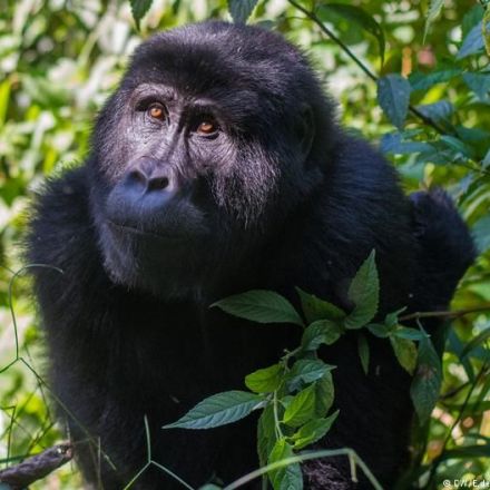 The battle to save Africa’s endangered mountain gorillas