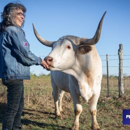 Why This Texas Beef Cattle Ranch Transformed Into A Vegan Sanctuary