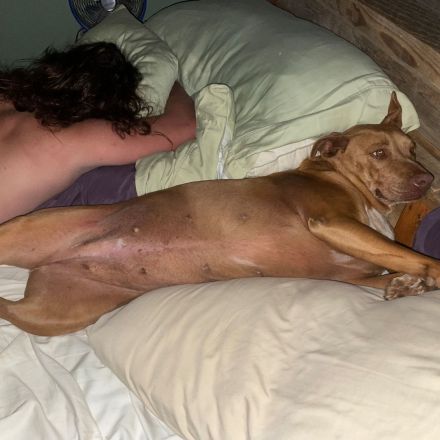 A lost dog crept into a couple’s bed overnight. She didn’t want to leave.