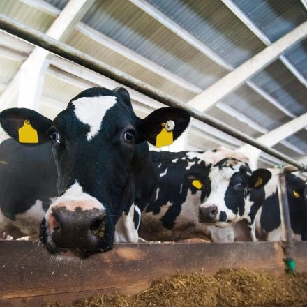 Meat and dairy companies to surpass oil industry as world’s biggest polluters