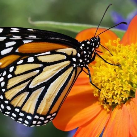 Monarch butterflies down 26% in Mexico wintering grounds