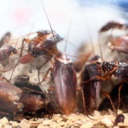 Chinese farmer unleashes 300 million hungry cockroaches to eat food waste
