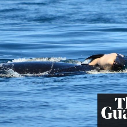 Grieving orca mother carries dead calf for days as whales fight for survival