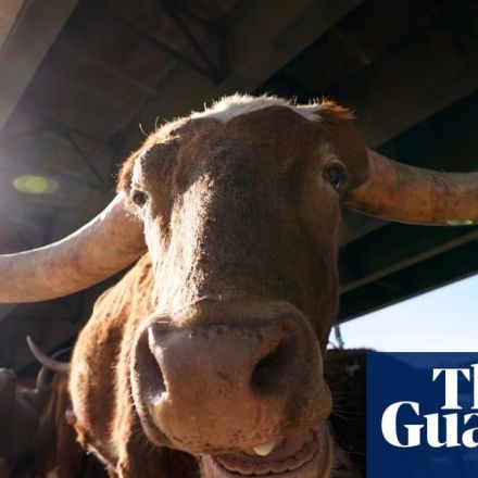 US rivers and lakes are shrinking for a surprising reason: cows