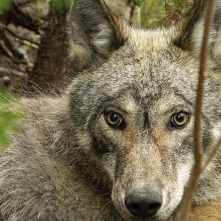 Fight over U.S. wolf protections heads to federal courtroom